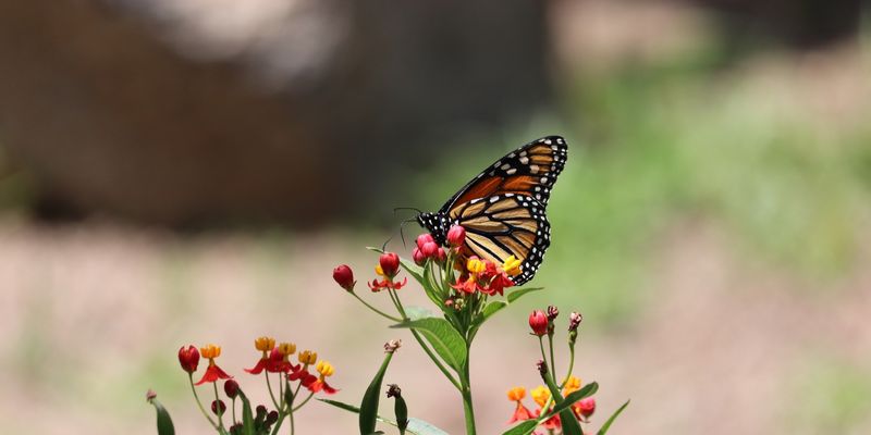 <a href="/occurrence/3302536540"><i>Danaus plexippus</i> subsp. <i>plexippus</i></a> observed in Querétaro, Mexico by Christine Cieslak Campelo (<a href="http://creativecommons.org/licenses/by-nc/4.0/">CC BY-NC 4.0</a>)