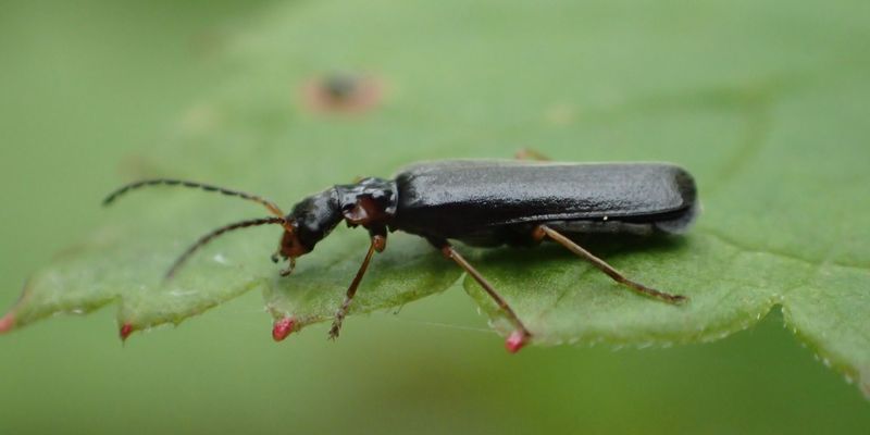 <a href="/occurrence/2465071689"><i>Dichelotarsus laevicollis</i></a> collected in the Kenai National Wildlife Refuge by Matt Bowser.