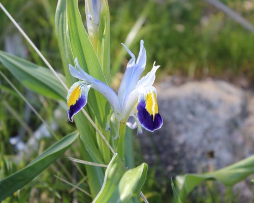 <a href="https://www.gbif.org/occurrence/2579326894"><i>Iris warleyensis</i></a> observed in the Samarkand region, Uzbekistan by Улугбек Кодиров. Photo via iNaturalist (<a href="http://creativecommons.org/licenses/by-nc/4.0/">CC BY-NC 4.0</a>)