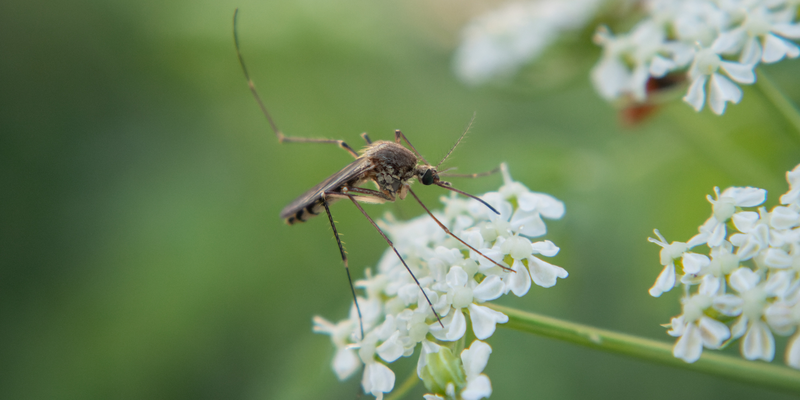 Inland floodwater mosquito [<i>Aedes vexans</i> (Meigen, 1830)] <a href="/occurrence/4133897202">observed</a> in Osijek, Croatia by Leomar Iglesias (<a href="http://creativecommons.org/licenses/by-nc/4.0/">CC BY-NC 4.0</a>)