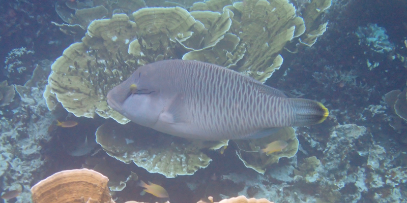 Blue-tooth groper (<i>Cheilinus undulatus</i> Rüppell, 1835) <a href="/occurrence/4009753050">observed</a> in Palau
 by Sora Yamaguchi (<a href="http://creativecommons.org/licenses/by-nc/4.0/">CC BY-NC 4.0</a>)