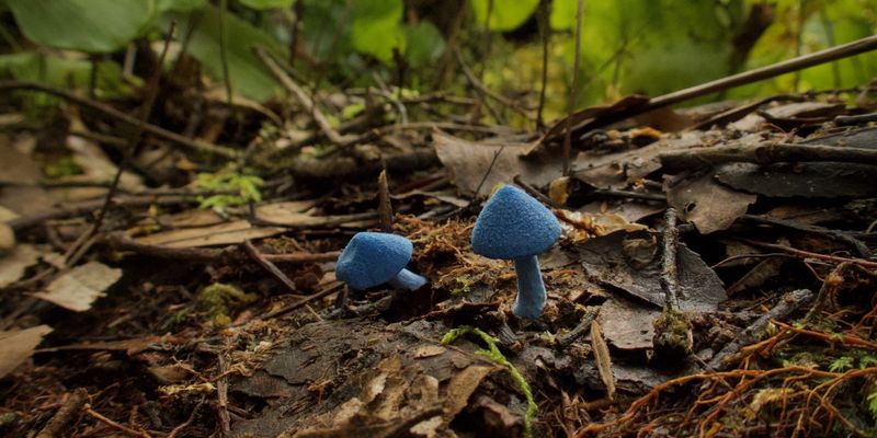 Blue Pinkgill <i> Entoloma hochstetteri </i>(Reichardt) G.Stev.</a> <a href="https://www.gbif.org/occurrence/4075895857">observed</a> in New Zealand by Jenny Edwards <a href="http://creativecommons.org/licenses/by-nc/4.0/">(CC BY-NC 4.0)</a>