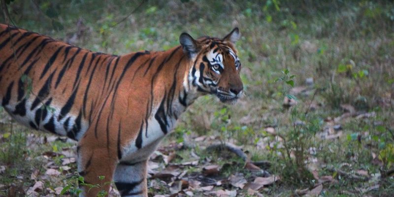 <a href="/occurrence/3013942930"><i>Panthera tigris</i> subsp. <i>tigris</i></a> observed in India,  by Sacredelephant (<a href="http://creativecommons.org/licenses/by-nc/4.0/">CC BY-NC 4.0</a>)