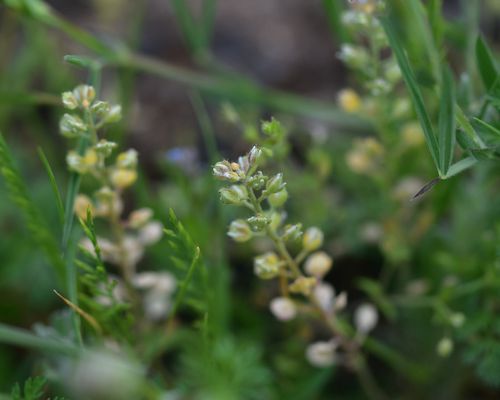 Desert madwort - <i>Alyssum desertorum</i> Stapf - <a href="/occurrence/4868158705">observed</a> in Gornji Karin, Croatia by Sebastian Ćato (<a href="https://creativecommons.org/licenses/by-nc/4.0/">CC BY-NC 4.0</a>)