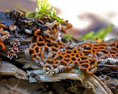 <a href="https://www.gbif.org/occurrence/1913206191">Pretzel slime mold (<i>Hemitrichia serpula</i>)</a> by Alexander Shirokikh via iNaturalist. Photo licensed under <a href="http://creativecommons.org/licenses/by-nc/4.0/">CC BY-NC 4.0</a>.