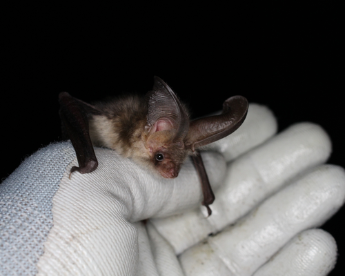 Brown long-eared bat [<i>Plecotus auritus</i> (Linnaeus, 1758)] <a href="/occurrence/1839256793">observed</a> in Lockington, Derby, UK by FPCR (<a href="http://creativecommons.org/licenses/by/4.0/">CC BY 4.0</a>)