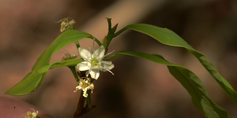 <i>Erythroxylum pelleterianum</i> A.St.-Hil. <a href="/occurrence/1702845283">collected in Brazil</a> via the National Museum of Natural History, Smithsonian Institution, USA