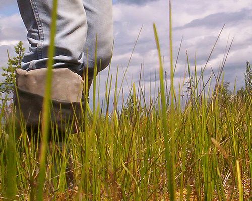 Boots on the ground during a transect in a Russian nature reserve. Photo by <a href="https://flic.kr/p/2u2jcu">mental_surfeit</a> via Flickr <a href="https://creativecommons.org/licenses/by-nc/2.0/">CC BY-NC 2.0</a>