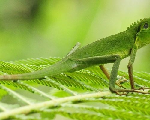 <a href="https://www.gbif.org/occurrence/2005336305">Green crested lizard (<i>Bronchocela cristatella</i>)</a> observed in Malaysia by Cyren Asteraceya. Photo via iNaturalist (<a href="http://creativecommons.org/licenses/by-nc/4.0/">CC BY-NC 4.0</a>)