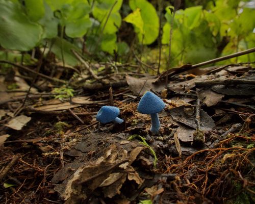 Blue Pinkgill <i> Entoloma hochstetteri </i>(Reichardt) G.Stev.</a> <a href="https://www.gbif.org/occurrence/4075895857">observed</a> in New Zealand by Jenny Edwards <a href="http://creativecommons.org/licenses/by-nc/4.0/">(CC BY-NC 4.0)</a>