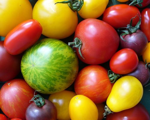 <p>Tomato diversity by <a href="https://commons.wikimedia.org/wiki/File:Tomatenvielfalt.jpg" target="_blank">IBVderBLE, via Wikimedia Commons</a>. CC BY-SA 3.0</p>