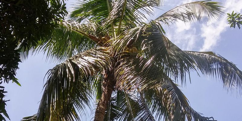 Coconut (<em>Cocos nucifera</em>), Eti-Osa, Nigeria. Photo 2017 Rytis via <a href="https://www.gbif.org/occurrence/2596089110">iNaturalist Research-grade Observations</a>, licensed under <a href="http://creativecommons.org/licenses/by-nc/4.0/">CC BY-NC 4.0</a>.