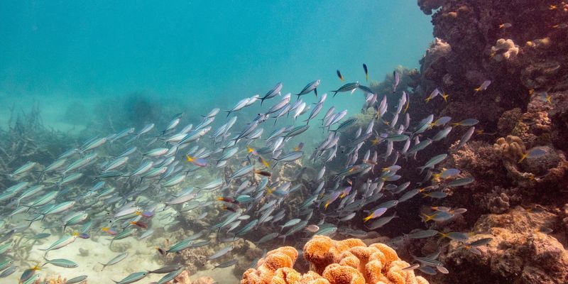 School of <i>Caesio caerulaurea</i> Lacepède, 1801 <a href="occurrence/4039153910">observed</a> at Hastings Reef, Australia
 by imogenisunderwater (<a href="http://creativecommons.org/licenses/by-nc/4.0/">CC BY-NC 4.0</a>) 