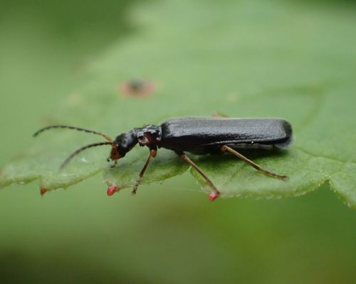 <a href="/occurrence/2465071689"><i>Dichelotarsus laevicollis</i></a> collected in the Kenai National Wildlife Refuge by Matt Bowser.