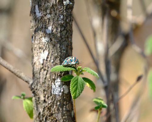 Picasso Bug <i>Sphaerocoris annulus</i><a href="/occurrence/3925046856"> observed </a> in Zimbabwe by matt_rea (<a href="http://creativecommons.org/licenses/by-nc/4.0/">CC BY-NC 4.0</a>)