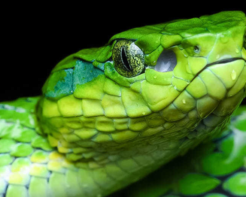 Large-scaled pit viper (<em><a href="https://www.gbif.org/occurrence/3415873916">Craspedocephalus macrolepis</a></em>) observed as an <a href="https://www.inaturalist.org/observations/100760380">iNaturalist Research-grade observation</a> in India by Ram Thenmala <a href="https://creativecommons.org/licenses/by-nc/4.0/deed.en">CC BY-NC 4.0</a>