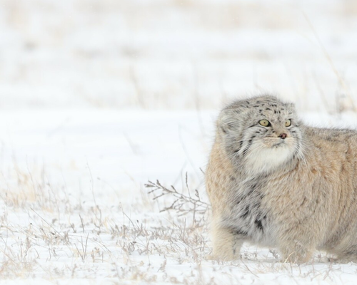 Mongolian Pallas cat (<em><a href="/occurrence/4994266858">Otocolobus manul</a></em>). Photo 2024 dovchindorjan via <a href="/dataset/50c9509d-22c7-4a22-a47d-8c48425ef4a7">iNaturalist Research-grade Observations</a>, licensed under <a href="https://creativecommons.org/licenses/by-nc/4.0/deed.en">CC BY-NC 4.0</a>.