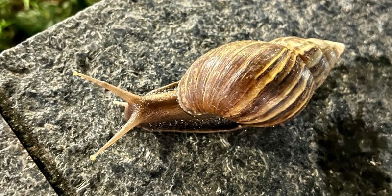 Giant land snail - <i>Lissachatina fulica</i> (Bowdich, 1822) <a href="https://www.gbif.org/occurrence/4596814042">observed</a> in Singapore by hiro_shoji (<a href="https://creativecommons.org/licenses/by-nc/4.0/">CC BY-NC 4.0</a>)