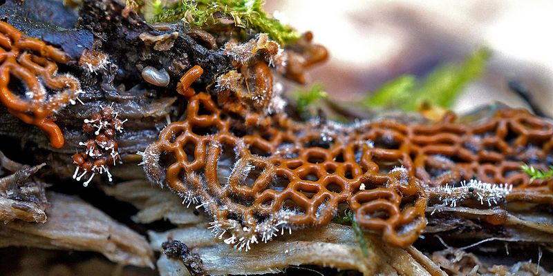 <a href="https://www.gbif.org/occurrence/1913206191">Pretzel slime mold (<i>Hemitrichia serpula</i>)</a> by Alexander Shirokikh via iNaturalist. Photo licensed under <a href="http://creativecommons.org/licenses/by-nc/4.0/">CC BY-NC 4.0</a>.