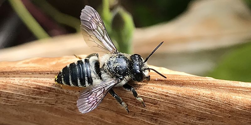 Fire-bellied leafcutter (<em>Megachile igniscopata</em>). Photo 2020 suchihfen via <a href="/occurrence/2999143686">iNaturalist Research-grade Observations</a>, licensed under <a href="http://creativecommons.org/licenses/by-nc/4.0/">CC BY-NC 4.0</a>. 