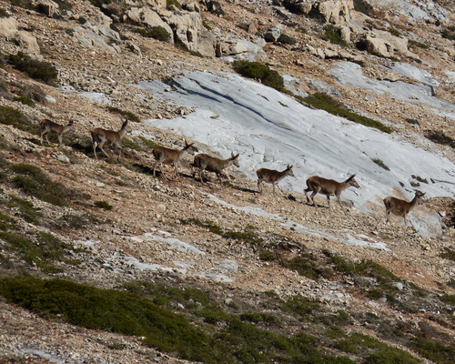 Herd of red deer (<i>Cervus elaphus Linnaeus, 1758</i>) <a href="https://www.gbif.org/occurrence/4015013942">observed</a> in Montaña Palentina, Spain by Irati Uriarte Gómez (<a href="http://creativecommons.org/licenses/by-nc/4.0/">CC BY 4.0</a>) 