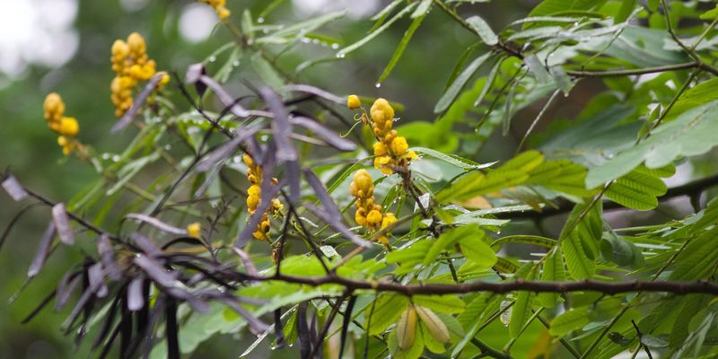 <a href="/occurrence/2611057914"><i>Senna reticulata</i> (Willd.) H.S.Irwin & Barneby</a> observed in Manaus, Brazil by crax (<a href="http://creativecommons.org/licenses/by-nc/4.0/">CC BY-NC 4.0</a>)