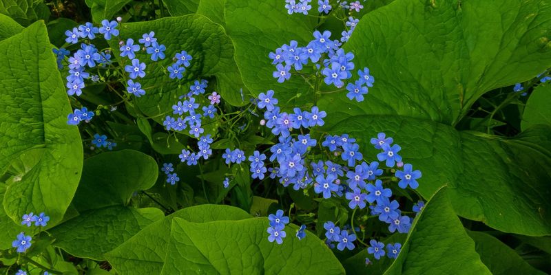 <a href="https://www.gbif.org/occurrence/2634144352">Siberian buggloss (<i>Brunnera sibirica</I>)</a> observed in Kirovo-Chepetsk, Kirov Oblast, Russia by Вотинцева Елена Александровна (<a href="http://creativecommons.org/licenses/by-nc/4.0/">CC BY-NC 4.0</a>)