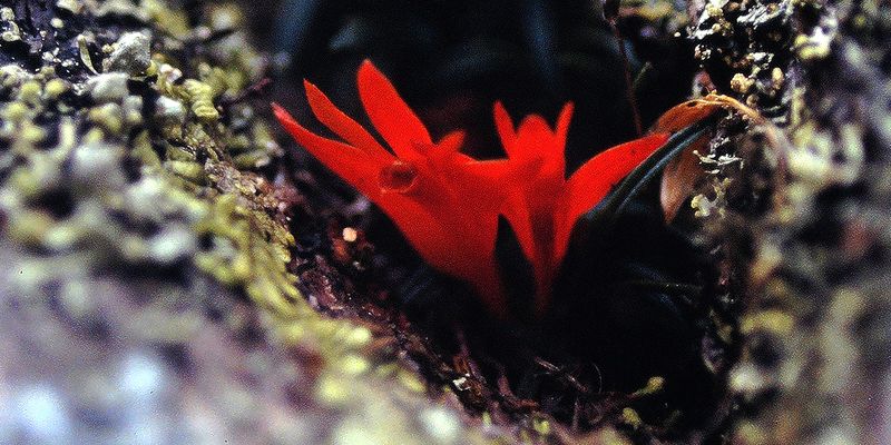 <em>Dendrobium dekockii</em>, Madang, Papua New Guinea. Photo 2017 Thierry Cordenos via <a href="https://www.gbif.org/occurrence/3325510395">iNaturalist Research-grade Observations</a>, licensed under <a href="http://creativecommons.org/licenses/by-nc/4.0/">CC BY-NC 4.0</a>.