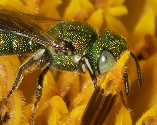 Emerald small carpenter bee (<em>Ceratina smaragdula</em>), Thailand. Photo 2021 Ian Dugdale via <a href="https://www.gbif.org/occurrence/3307182833">iNaturalist Research-grade Observations</a>, licensed under <a href="">CC BY-NC 4.0</a>.