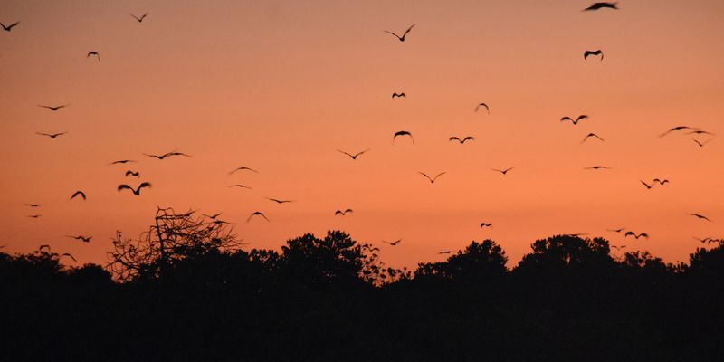 Sunda flying foxes [Acerodon macklotii (Temminck, 1837)] observed in Manggarai Barat, Indonesia by cccrll (<a href="http://creativecommons.org/licenses/by-nc/4.0/">CC BY-NC 4.0</a>)