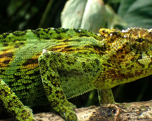 Johnston's chameleon (<a href="https://www.gbif.org/occurrence/4442402042">Trioceros johnstoni</a>), observed in Uganda. Photo 2023 Goro Sabre Animal via <a href="https://www.gbif.org/occurrence/4442402042">iNaturalist Research-grade Observations</a>, licensed under <a href="https://creativecommons.org/licenses/by-nc/4.0/deed.en">CC BY-NC 4.0</a>.