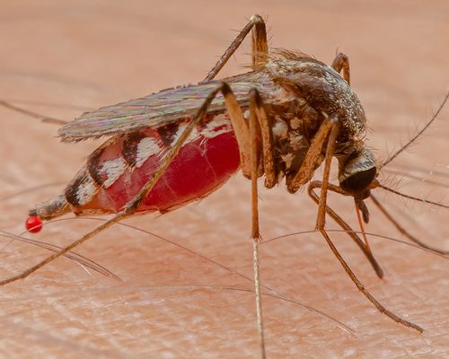 <em>Aedes scapularis</em>, observed in Brazil. Photo 2022 César Favacho via <a href="https://www.gbif.org/occurrence/3499656713">iNaturalist Research-grade Observations</a>, licensed under <a href="http://creativecommons.org/licenses/by-nc/4.0/">CC BY-NC 4.0</a>.