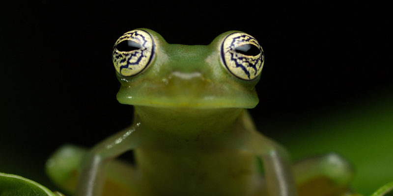 <a href="https://www.gbif.org/occurrence/3860315790">Ghost glass frog (<em>Sachatamia ilex</em>) </a> observed in Ecuador. Photo 2021 by Ross Maynard via iNaturalist Research-grade Observations, licensed under <a href="https://creativecommons.org/licenses/by-nc/4.0/deed.en">CC BY-NC 4.0</a>.