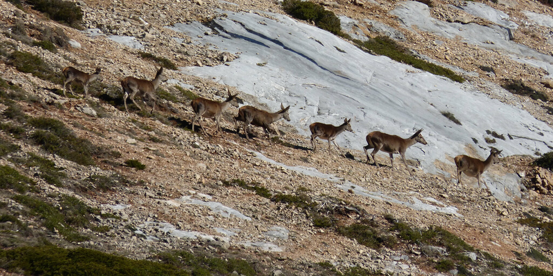 Herd of red deer (<i>Cervus elaphus Linnaeus, 1758</i>) <a href="https://www.gbif.org/occurrence/4015013942">observed</a> in Montaña Palentina, Spain by Irati Uriarte Gómez (<a href="http://creativecommons.org/licenses/by-nc/4.0/">CC BY 4.0</a>) 