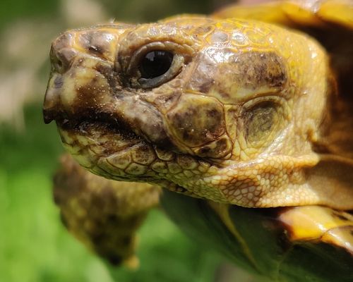 Central Asia tortoise (<em>Testudo horsfieldii</em>), observed in Tajikistan. Photo 2023 Philip Steiner via <a href="https://www.gbif.org/occurrence/4081046670">iNaturalist Research-grade Observations</a>, licensed under <a href="http://creativecommons.org/licenses/by-nc/4.0/">CC BY-NC 4.0</a>. 