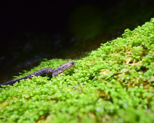 <a href="/occurrence/3747071576"><i>Plethodon hubrichti</i> Thurow, 1957</a> observed near the Blue Ridge Parkway, Virginia, USA by gman122 (<a href="http://creativecommons.org/licenses/by-nc/4.0/">CC BY-NC 4.0</a>)