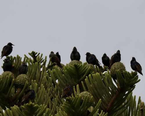 European starling - <i>Sturnus vulgaris</i> Linnaeus, 1758 <a href="/occurrence/4872052428">observed</a> in Port Arthur, Tasmania by toohey-forest-wildlife (<a href="https://creativecommons.org/licenses/by-nc/4.0/">CC BY-NC 4.0</a>)