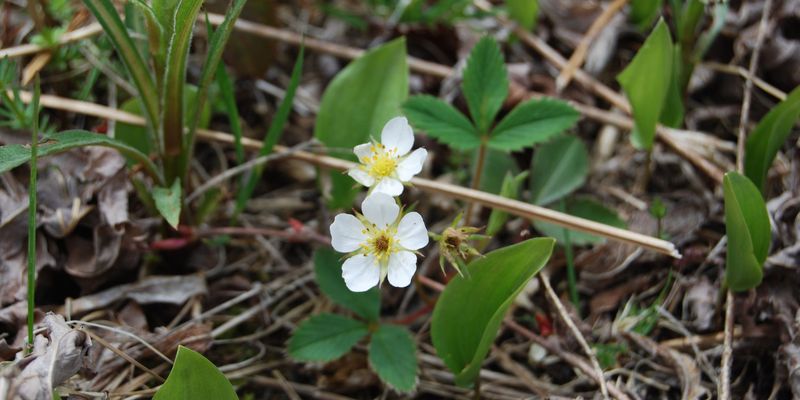 <a href="https://www.gbif.org/occurrence/2620084121">Virginia strawberry (<i>Fragaria virginiana</i>)</a> observed in Amherst, MA, USA by Aaron Hulsey. Photo via iNaturalist (<a href="http://creativecommons.org/licenses/by-nc/4.0/">CC BY-NC 4.0</a>)