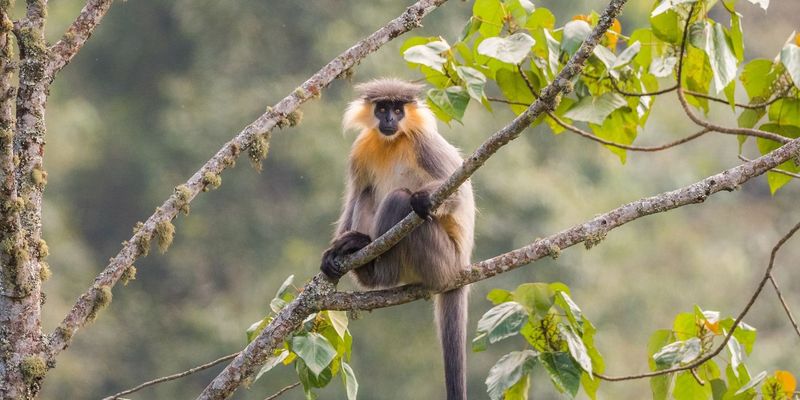 <a href="/occurrence/2251894016">Capped lutung (<i>Trachypithecus pileatus</i>)</a> observed in Trashigang, Bhutan by Yeray Seminario. Photo via iNaturalist (<a href="http://creativecommons.org/licenses/by-nc/4.0/">CC BY-NC 4.0</a>).