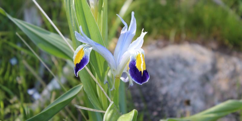 <a href="https://www.gbif.org/occurrence/2579326894"><i>Iris warleyensis</i></a> observed in the Samarkand region, Uzbekistan by Улугбек Кодиров. Photo via iNaturalist (<a href="http://creativecommons.org/licenses/by-nc/4.0/">CC BY-NC 4.0</a>)