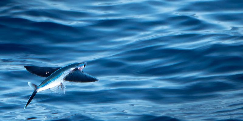 Guinean flyingfish (<em>Cheilopogon milleri </em>), observed in the South Atlantic Ocean. Photo 2024 kiniroesler via <a href="/occurrence/4597052107">iNaturalist Research-grade Observations</a>, licensed under <a href="http://creativecommons.org/licenses/by-nc/4.0/">CC BY-NC 4.0</a>.