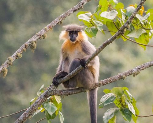 <a href="/occurrence/2251894016">Capped lutung (<i>Trachypithecus pileatus</i>)</a> observed in Trashigang, Bhutan by Yeray Seminario. Photo via iNaturalist (<a href="http://creativecommons.org/licenses/by-nc/4.0/">CC BY-NC 4.0</a>).