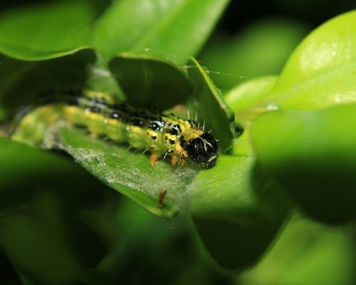 Box tree moth - <i>Cydalima perspectalis</i> (Walker, 1859) - <a href="/occurrence/4607250140">observed</a> in Penne-d'Agenais, France
 by Sylvain G (<a href="https://creativecommons.org/licenses/by-nc/4.0/">CC NY-NC 4.0</a>)