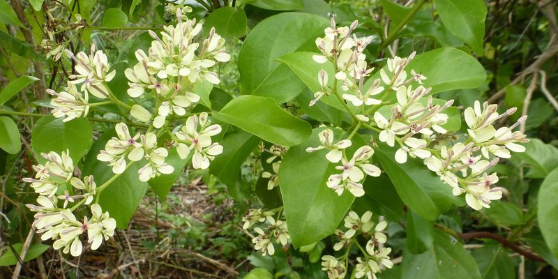 <a href="/occurrence/2641381719"><i>Usteria guineensis </i></a> observed in Côte d’Ivoire
 by Carel Jongkind (<a href="http://creativecommons.org/licenses/by-nc/4.0/">CC BY-NC 4.0</a>)