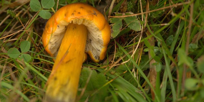 <em>Hygrocybe conica</em>, observed in Trondheim, Norway by Ole Reitan, via <a href="https://www.gbif.org/occurrence/1825496818">Norwegian Species Observation Service</a>. Photo licensed under <a href="http://creativecommons.org/licenses/by/4.0/legalcode">CC BY 4.0</a>.