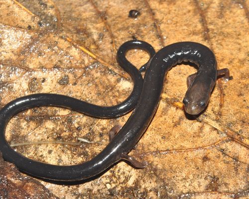 <a href="/occurrence/3059116933"><i>Oedipina capitalina</i> Solis, Espinal, Valle, O'Reilly, Itgen & Townsend, 2016</a> observed in Comayagüela, Honduras by Josue Ramos Galdamez (<a href="http://creativecommons.org/licenses/by-nc/4.0/">CC BY-NC 4.0</a>). This salamander was <a href="https://apiv3.iucnredlist.org/api/v3/taxonredirect/112686106">assessed in March 2019</a> and categorized as Data Deficient. It is among the species with the top 25 highest predicted extinction risks according to the study. 