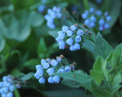 <a href="https://www.gbif.org/occurrence/1990617740">Caucasian comfrey (<i>Symphytum caucasicum</i>)</a> by grblzly via iNaturalist. Photo licensed under <a href="http://creativecommons.org/licenses/by-nc/4.0/">CC BY-NC 4.0</a>.