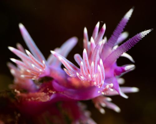 Mediterranean violet aeolid <em>Flabellina affinis</em> (Gmelin, 1791), Observed in Spain. Photo 2021 Adrie Rolloos via <a href="https://www.gbif.org/occurrence/3456567333">iNaturalist Research-grade Observations</a>, licensed under <a href="http://creativecommons.org/licenses/by-nc/4.0/">CC BY-NC 4.0</a>.