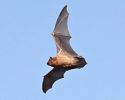 Common noctule (<em>Nyctalus noctula</em>), observed in Ukraine. Photo 2021 Oleh Sheremet via <a href="https://www.gbif.org/occurrence/3881609708">iNaturalist Research-grade Observations</a>, licensed under <a href="http://creativecommons.org/licenses/by-nc/4.0/">CC BY-NC 4.0</a>.