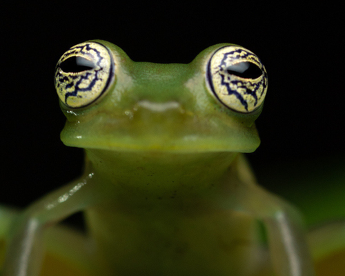 <a href="https://www.gbif.org/occurrence/3860315790">Ghost glass frog (<em>Sachatamia ilex</em>) </a> observed in Ecuador. Photo 2021 by Ross Maynard via iNaturalist Research-grade Observations, licensed under <a href="https://creativecommons.org/licenses/by-nc/4.0/deed.en">CC BY-NC 4.0</a>.